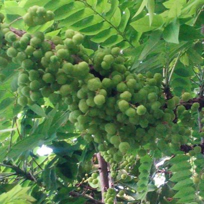 มะยม ใช้ไวท์ โรยโคนต้น ผลดก จริงๆครับ กิ่งเกือบหัก