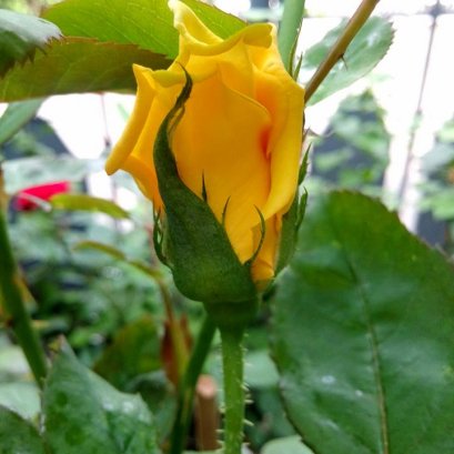 ดง กุหลาบ ปลอดสาร ของไฟน์เดย์ 