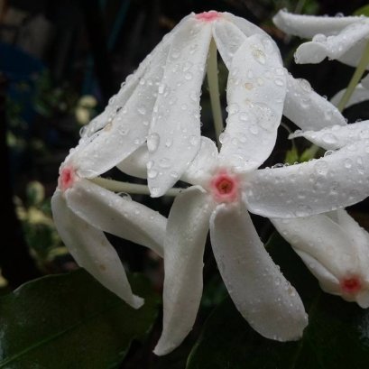 หนามเลี๊ยบ ในโอ่ง ก็ออกดอก ติดผลครับ 