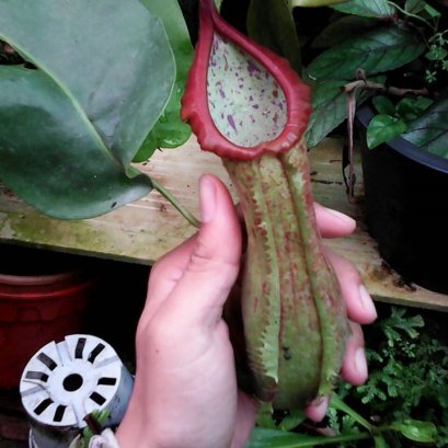 หม้อข้าว หม้อแกงลิง ออกหม้อใหญ๋มากๆ 