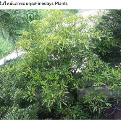 หายใบไหม้แล้วขอบคุณFinedays Plants