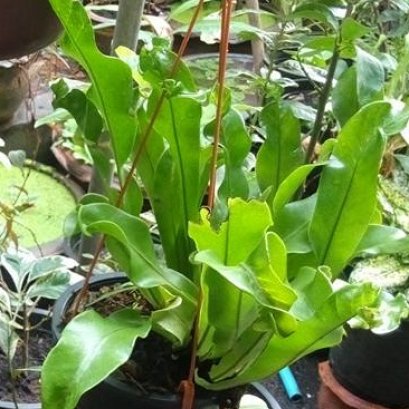 มาดู 3 พาวเวอร์ กับการใช้ในเฟิน กันบ้างครับ