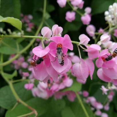 พวงชมพู สดชื่นปลอดสาร