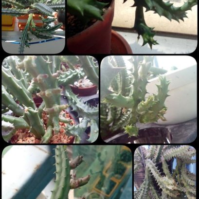 รีวิว แคคตัส