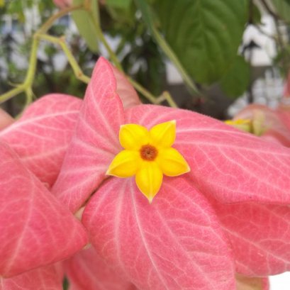 ดอนย่า ก็ใช้ ไฟน์เดย์ ได้นะครับ