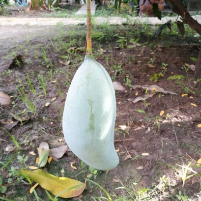 รีวิว มะม่วง มะนาว บ้านลูกค้าไฟน์เดย์ครับ