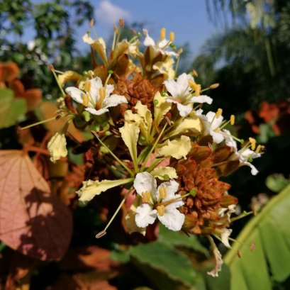 ใบไม้สีทอง สวยมันเงา ดอกหอมมากครับ