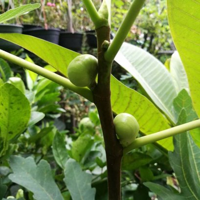 ฟิก มะเดื่อฝรั่ง 