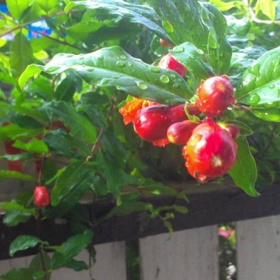 รีวิวจากลูกค้าครับ ไวท์ กลิตเตอร์ กับทับทิม ติดผลดีจริงๆ