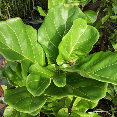 ไทรใบสัก สวยเงา ด้วยไฟน์เดย์