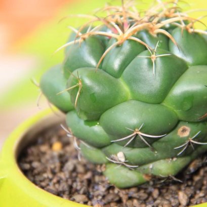 ราสนิม กระบองเพชร