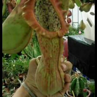 รีวิวจากลูกค้า หม้อ ยิ่งใหญ่ ใช้ไวท์ กลิตเตอร์ ครับ