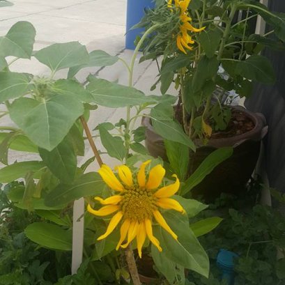 ทานตะวัน รีวิว จากลูกค้าครับผม