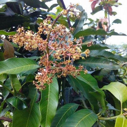 รีวิว มะม่วงนอกฤดู