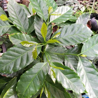 ต้นกาแฟ  ครับ