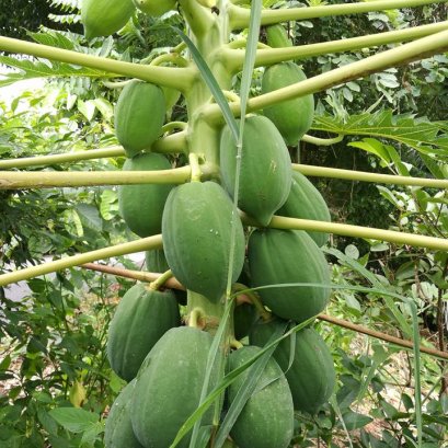 มะละกอ ต้นเตี้ย ลูกดกๆใช้อะไร?