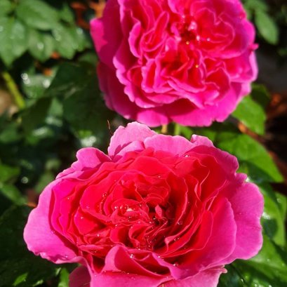 วิธีการใช้ผลิตภัณฑ์ไฟน์เดย์ วิธีการใช้ไฟน์เดย์ทำให้ต้นไม้ออกดอก  ออกผล