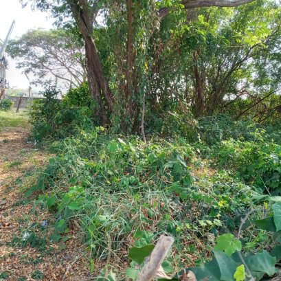 EHL - 212936 ขายที่ดิน 390 ตร.ว พื้นที่สวยเขตอำเภอเมืองพิษณุโลก