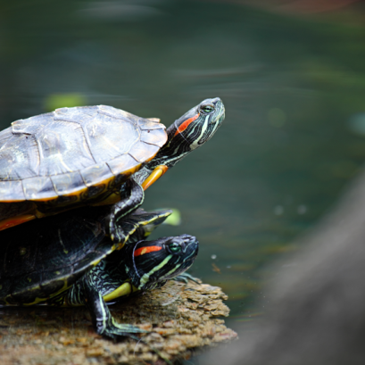 Complete Guide to Caring for Turtle