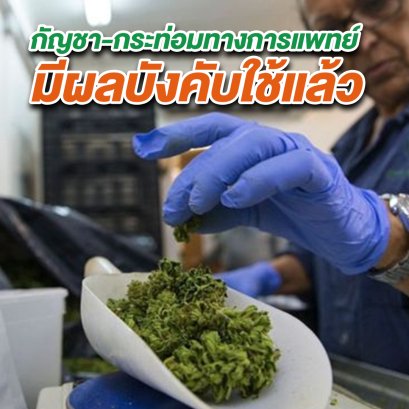 กัญชา : กฎหมายใช้กัญชา-กระท่อมทางการแพทย์มีผลบังคับใช้แล้ว