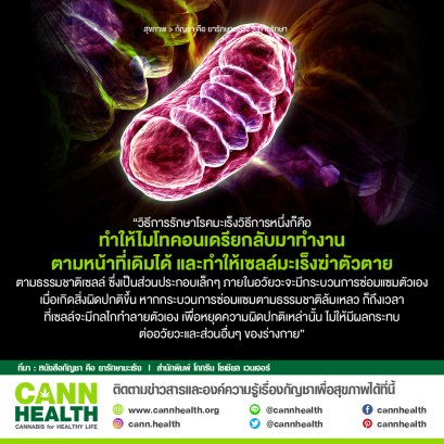 ความสามารถของไมโทคอนเดรียกับเซลล์มะเร็ง