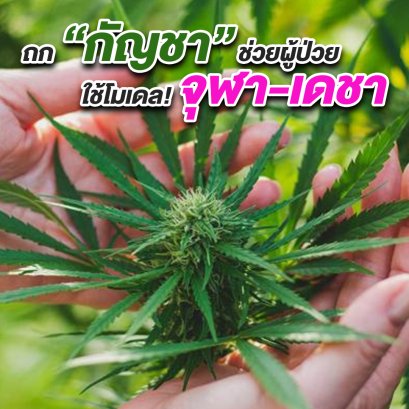 ถก “กัญชา” ช่วยผู้ป่วย ใช้โมเดล! จุฬา-เดชา