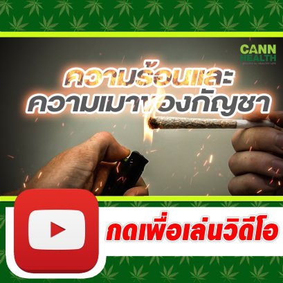 ความร้อนและความเมาของกัญชา | นพ.สมยศ กิตติมั่นคง | รู้จักกับกัญชา | CANNHEALTH