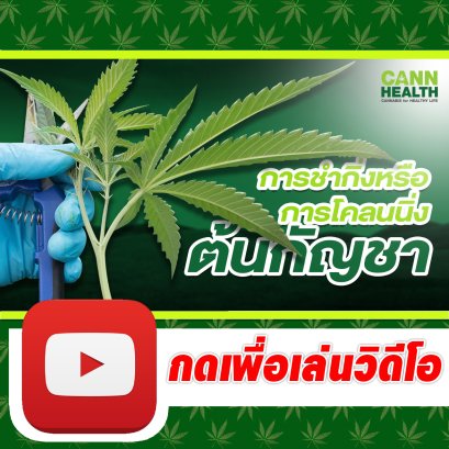 การชำกิ่งหรือการโคลนนิ่งต้นกัญชา | นพ.สมยศ กิตติมั่นคง | เทคนิคและการจัดการกัญชา | CANNHEALTH
