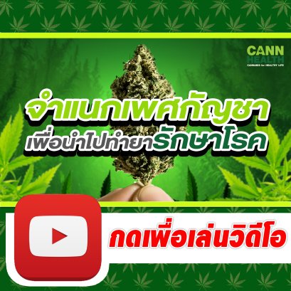 จำแนกเพศกัญชาเพื่อนำไปทำยารักษาโรค | นพ.สมยศ กิตติมั่นคง | เทคนิคและการจัดการกัญชา | CANNHEALTH