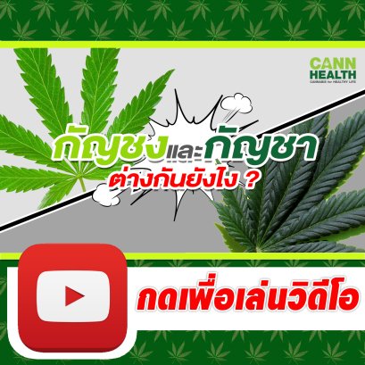 กัญชงและกัญชาต่างกันยังไง ? | นพ.สมยศ กิตติมั่นคง | รู้จักกับกัญชา | CANNHEALTH