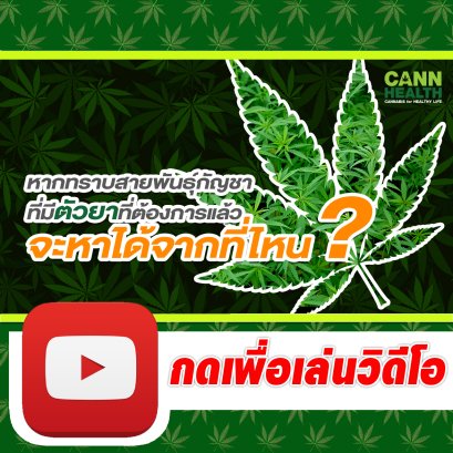 ทราบสายพันธุ์ที่มีตัวยาที่ต้องการแล้ว จะหาได้จาก ? | นพ.สมยศ กิตติมั่นคง | CANNHEALTH
