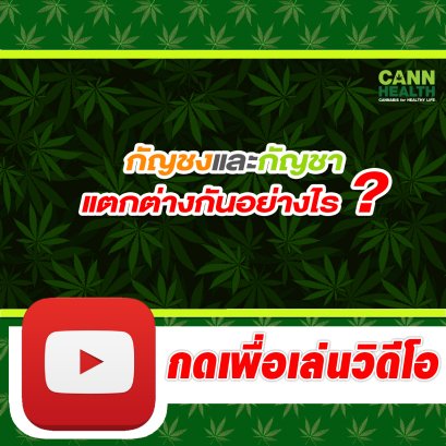 กัญชงและกัญชา แตกต่างกันอย่างไร ? | สัมภาษณ์สภาเกษตรกรแห่งชาติ | CANNHEALTH