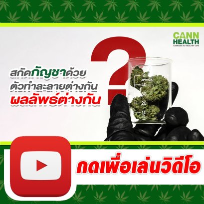 สกัดกัญชาด้วยตัวทำละลายต่างกัน ผลลัพธ์ต่างกัน ? | นพ.สมยศ กิตติมั่นคง | รักษาด้วยกัญชา | CANNHEALTH
