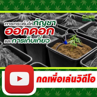 การกระตุ้นให้กัญชาออกดอก - การเก็บเกี่ยว | นพ.สมยศ กิตติมั่นคง | เทคนิคการจัดการกัญชา | CANNHEALTH