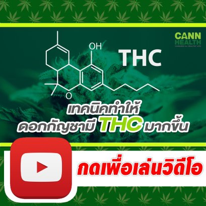 เทคนิคทำให้ดอกกัญชามี THC มากขึ้น | นพ.สมยศ กิตติมั่นคง | เทคนิคและการจัดการกัญชา | CANNHEALTH