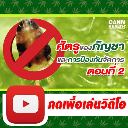 ศัตรูของกัญชาและการป้องกันจัดการ ตอนที่ 2 | นพ.สมยศ กิตติมั่นคง | เทคนิคการจัดการกัญชา | CANNHEALTH