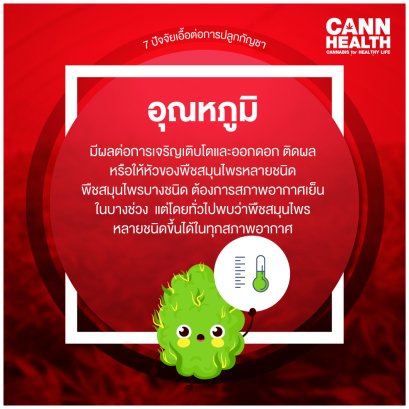 7 ปัจจัยเอื้อต่อการปลูกกัญชา - อุณหภูมิ