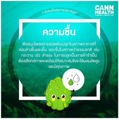 7 ปัจจัยเอื้อต่อการปลูกกัญชา - ความชื้น