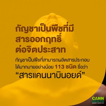 กัญชาเป็นพืชที่มีสารออกฤทธิ์ต่อจิตประสาท