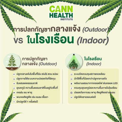 การปลูกกัญชากลางแจ้ง (Outdoor) VS ในโรงเรือน (Indoor)