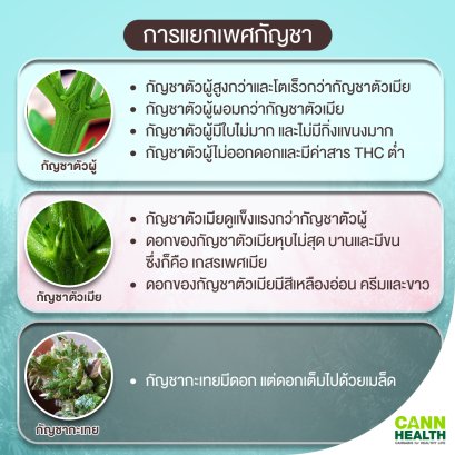 การเเยกเพศกัญชา