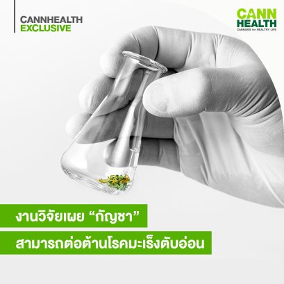 ฮาร์วาร์ดพบว่าสารเคมีในกัญชาสามารถต่อต้านโรคมะเร็งตับอ่อนได้