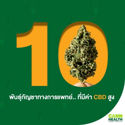 10 พันธุ์กัญชาทางการแพทย์..ที่มีค่า CBD สูง