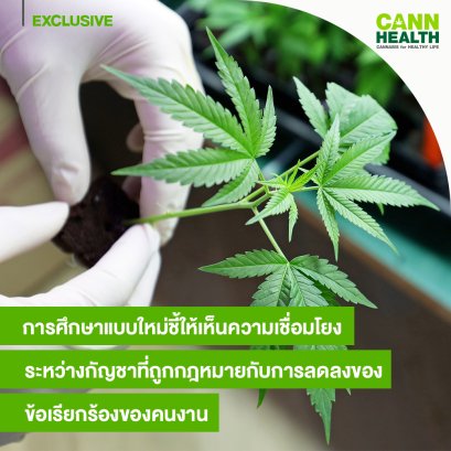 การศึกษาแบบใหม่ชี้ให้เห็นความเชื่อมโยงระหว่างกัญชาที่ถูกกฎหมายกับการลดลงของข้อเรียกร้องของคนงาน