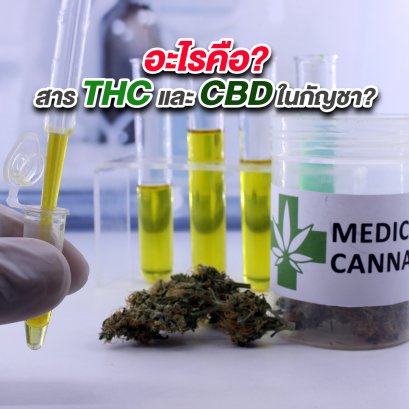 อะไรคือ? สาร THC และ CBD ในกัญชา?