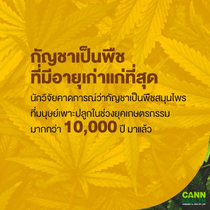 กัญชาเป็นพืชที่มีอายุเก่าแก่ที่สุด