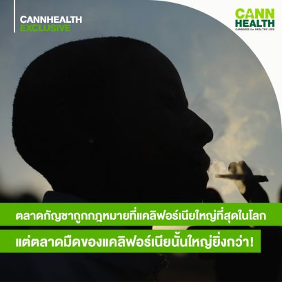 ตลาดกัญชาถูกกฎหมายที่แคลิฟอร์เนียใหญ่ที่สุดในโลก แต่ตลาดมืดของแคลิฟอร์เนียนั้นใหญ่ยิ่งกว่า!