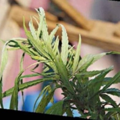 ราชกิจจาฯปลดล็อกใช้ประโยชน์จากกัญชงมีผลทันที