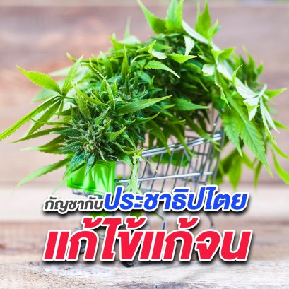 กัญชากับประชาธิปไตย แก้ไข้แก้จน
