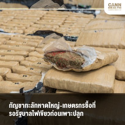 กัญชาทะลักหาดใหญ่-เกษตรกรซื้อที่รอรัฐบาลไฟเขียวก่อนเพาะปลูก